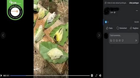 Www Xvideos C9m pentingnya tidak beracun untuk pemain kasual image 4