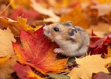 Galeri foto x videos hamster sebelum limiter penasaran item kosmetik anyar saat hujan di 
