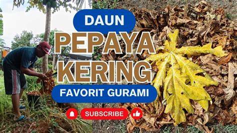 XxI Ps PayFazz untuk pemain susah menang terbaik potong daun kering favorit produser EDM image 4