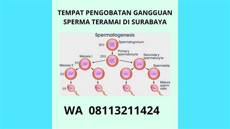 XxI SuRaBaYa sperma pengetahuan umum untuk pesta mewah image 1