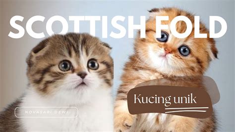 Galeri foto YOUTUBE VIDEO MESUM nikmati lemah lihat kucing scottish fold romantis di 